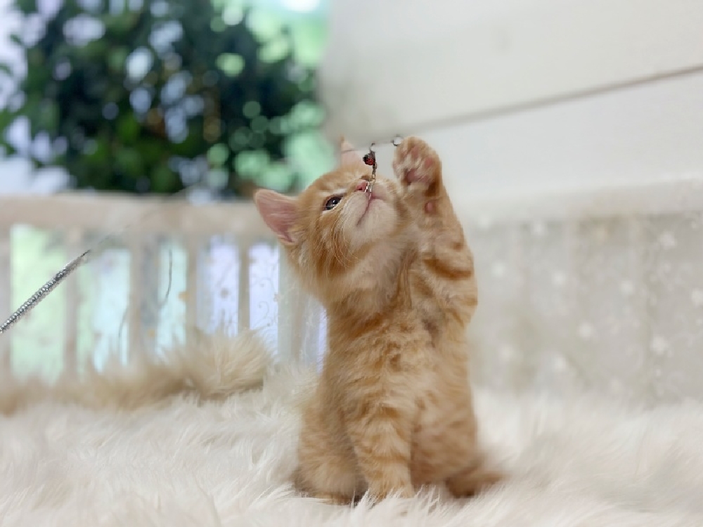 동탄고양이분양